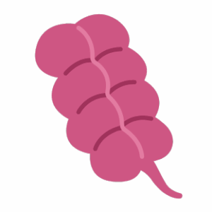 Apendicitis